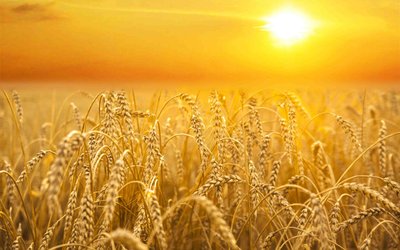 Wheat-1536x962-1920647675