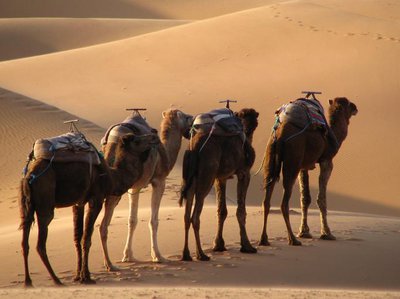 camel_desert_morocco_sand.jpg