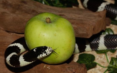 Adam and Eve, Snake and Apple