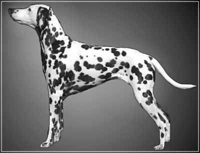 Dalmation