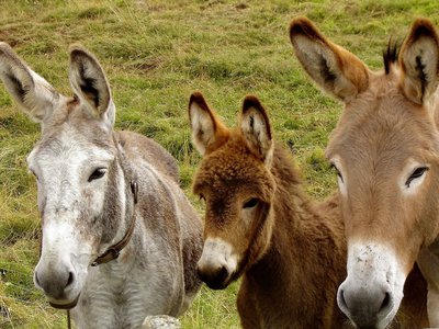 Donkeys