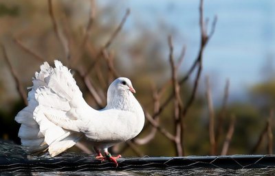 Dove