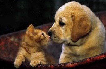 Dog and cat