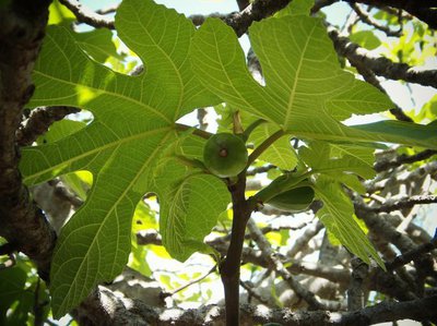 Fig tree