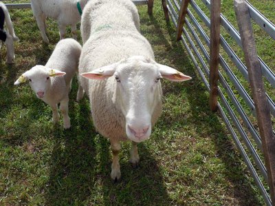 Sheep and gate