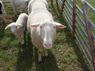 lamb_sheep_sch_c3_0.width-400