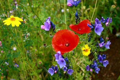 Flowers in a meadow