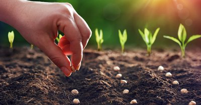 Planting