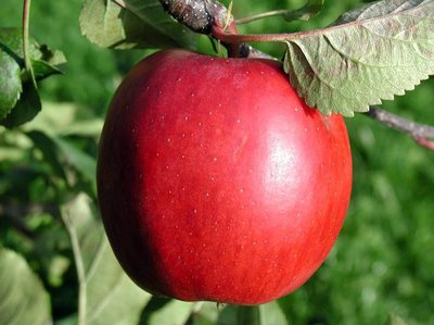 Red apple