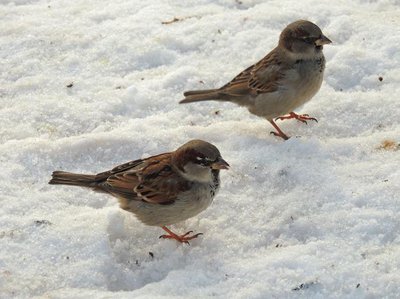 Sparrows