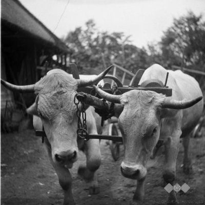 Oxen and yoke